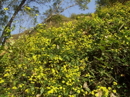 黄花枫铃-黄花枫铃4 