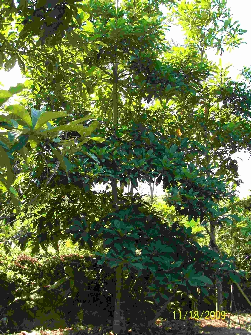 黄花枫铃-大叶杜英