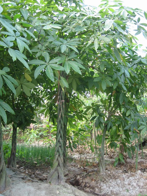 发财树苗◇供应发财树♂发财树价格♂发财树批发♀发财树基地お发财树小苗 