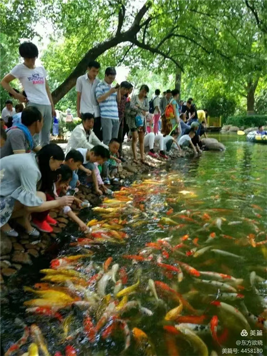 出售吃奶鱼