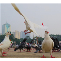 广场鸽价格
