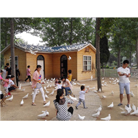 山东广场鸽 