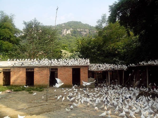 广场鸽养殖基地放飞