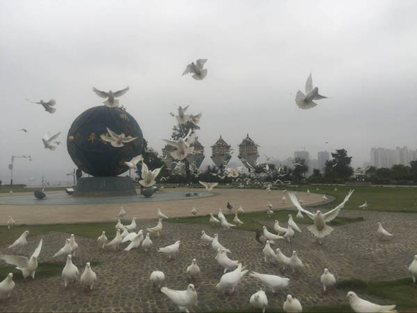 广场鸽