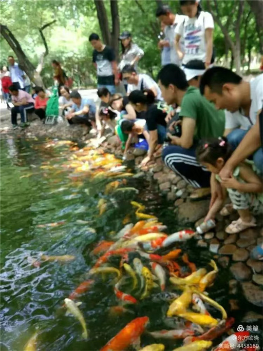 吃奶鱼价格