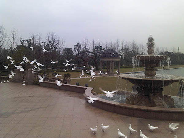 山东广场鸽 