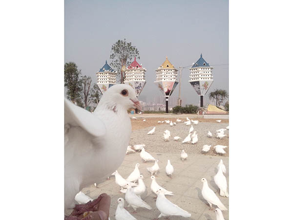 山东广场鸽 