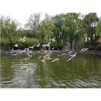 山东广场鸽 