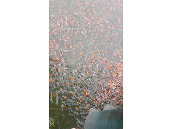 活泼的小鱼