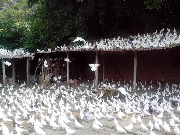 广场鸽养殖基地培训