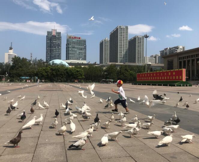 广场鸽哪里有卖