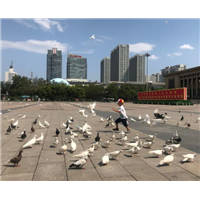 广场鸽哪里有卖