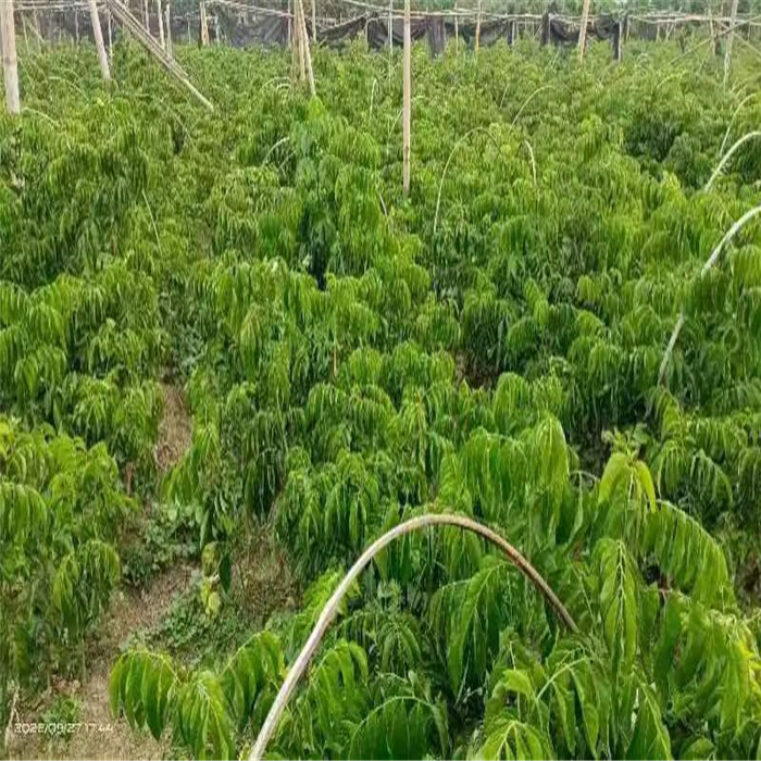 广州黄皮批发