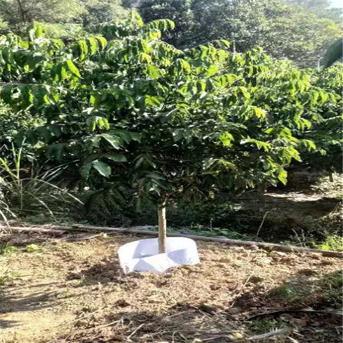 出售种紫肉黄皮