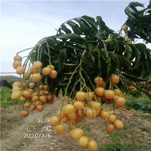 广东无核黄皮果 