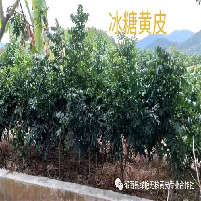 郁南黄皮果苗批发