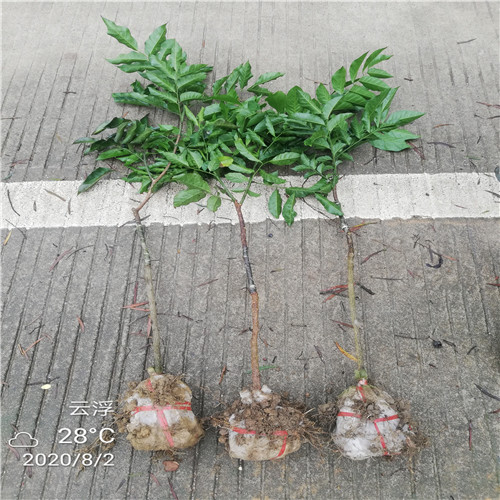 揭阳黄皮苗