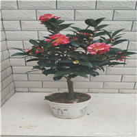 广东茶花杯苗基地 