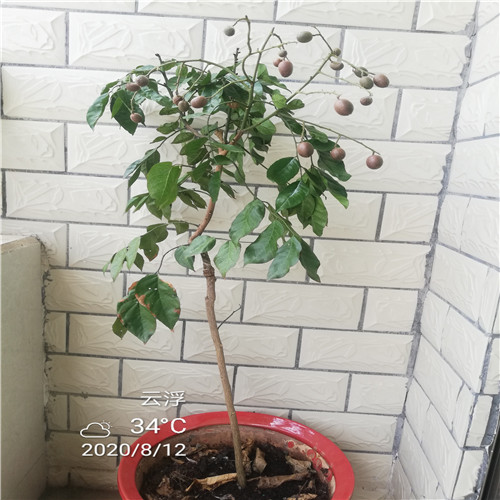 郁南紫肉黄皮小苗