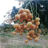 无核黄皮果苗场 