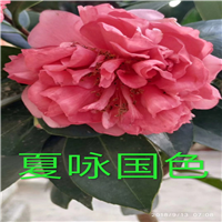 批发山茶花 