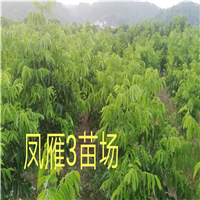 东莞黄皮苗