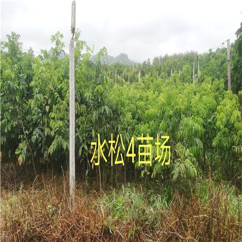 广东黄皮苗