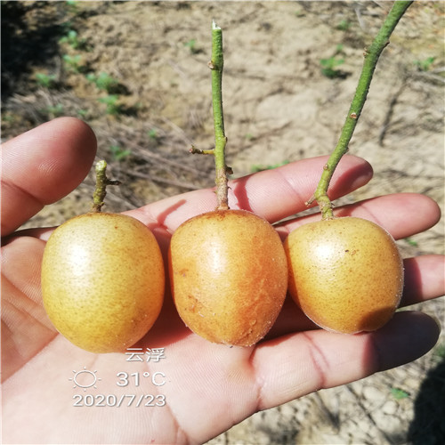 郁南无核黄皮之乡 