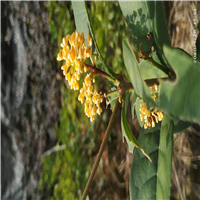 广东山茶花 
