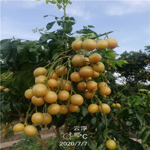 广东无核黄皮