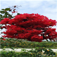 惠州茶花树 