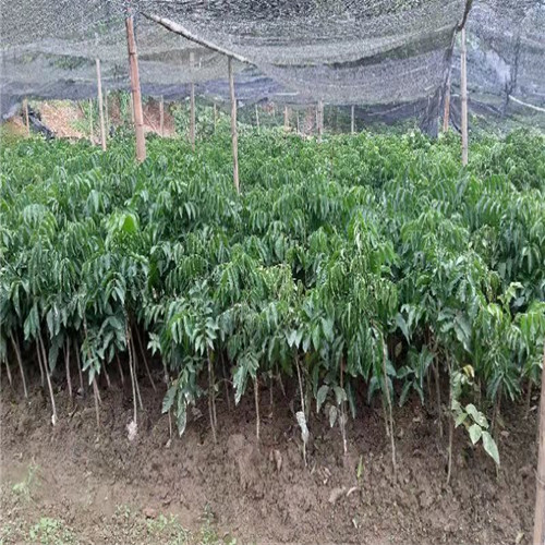 无核黄皮果 