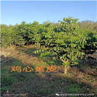 新品种紫肉黄皮