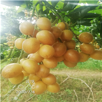 无核黄皮果果苗 
