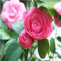 广东茶花价格 