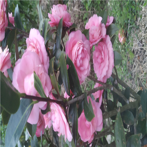 广东茶花a广东茶花树 