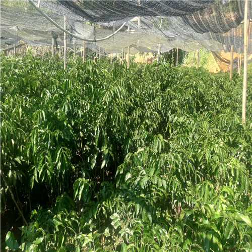 无核黄皮果苗 