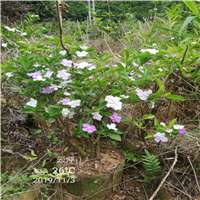 广东茶花基地 