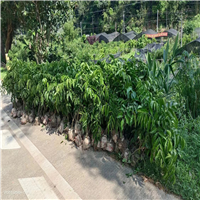 郁南紫肉黄皮基地