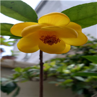 广东山茶花基地 