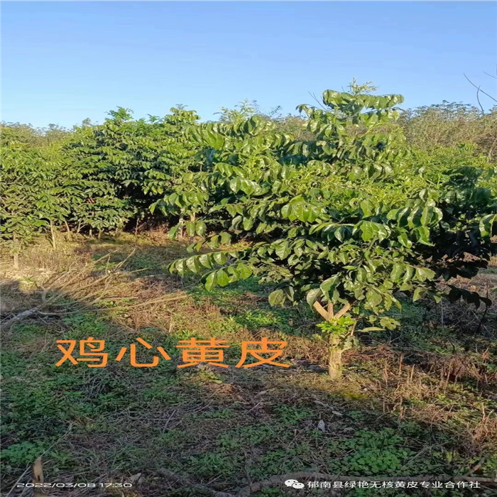 新品种紫肉黄皮