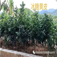 郁南黄皮果苗批发