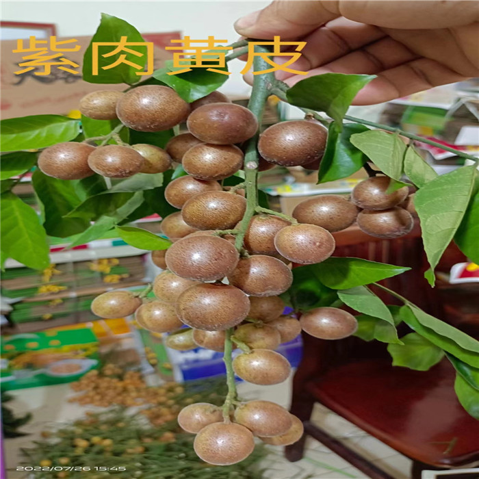 郁南紫肉黄皮