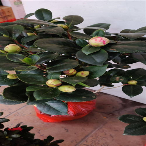 广东茶花苗 