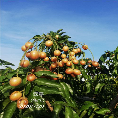 郁南无核黄皮