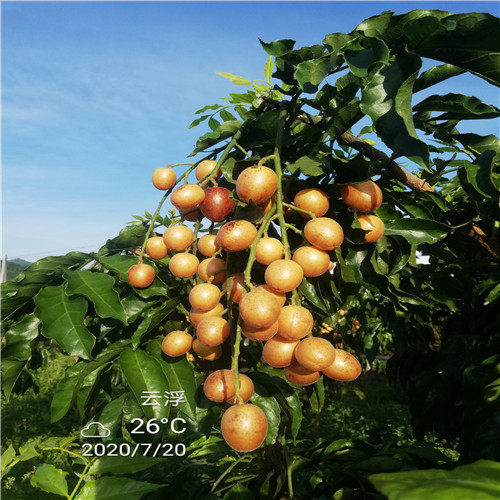 郁南黄皮果苗 