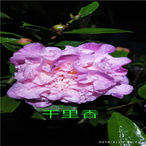 广东茶花杯苗 