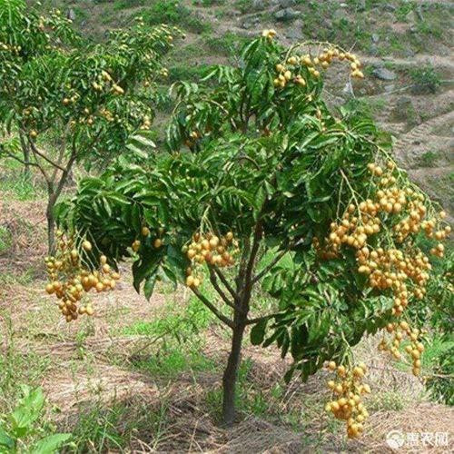 广东黄皮果苗 