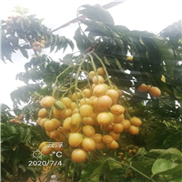 阳春无核黄皮
