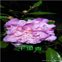 广东茶花杯苗 